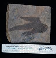 Dinosaur Tracker Crate G Museum Fossils